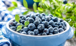 干货 | 蓝莓栽培技术分享